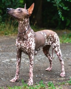 For sure, no one can explain the reason for the appearance of dogs without hair. The truest vers ...