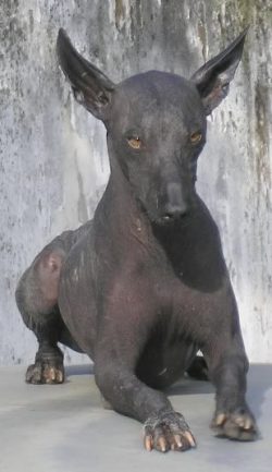There are sad periods in the history of Xolo. There was a time when the breed was on the brink o ...