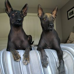When Mexico was conquered by the Spaniards, bald dogs were declared an object of pagan worship.  ...
