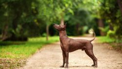 Two years later, the Xoloitzcuintle was officially recognized in its homeland. The number of rep ...