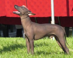 Scholoitzcuintle has an unusual appearance. The lack of fur makes this dog unique. 