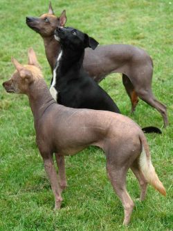 The Xolo’s neck is graceful but strong and muscular. There should not be any skin folds, o ...