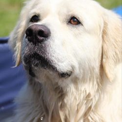Golden Retrievers do not tend to dominate, they get along well with children. 