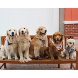 Today, golden retrievers have successfully mastered many other professions. They work at customs ...