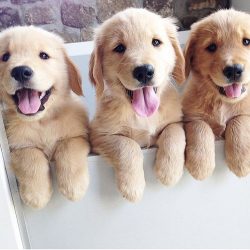 The Golden Retriever is a hardy and energetic dog with a good memory and flair, which allows it  ...