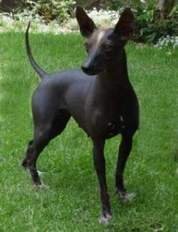 The head is of medium size with a flat forehead and a wolf-shaped skull. The ears are large and  ...
