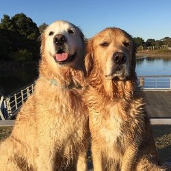 In 1913, the Golden Retriever was recognized by the English Kennel Club, and in 1954 by the Inte ...
