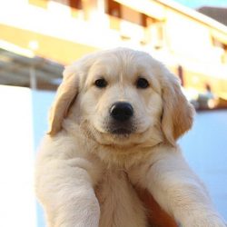 The most complete information about the formation of the breed is in the books of the game, whic ...