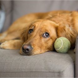 The Golden Retriever was bred in England as a versatile hunting dog for feeding beaten game.