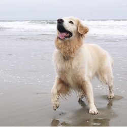 In Europe and America, golden retrievers are kept in state schools where children with various d ...