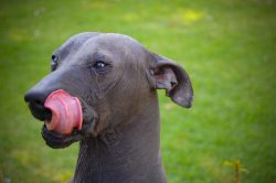 The bridge of the nose is even, the color of the lobe depends on the color. The jaws are strong, ...