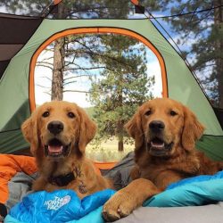 The Massachusetts Golden Retriever Baxter rescued his brother Bailey. They both got lost in the  ...