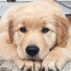 Raising a golden retriever can make the owner’s life much brighter and more interesting.