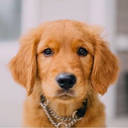 Golden Retrievers have an excellent sense of smell and outstanding training ability. These repre ...