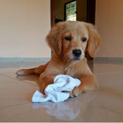 You can be sure that a dog of this breed will never offend even children unfamiliar to her and w ...
