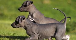 The loin is gentle. The tail is thick at the base, tapering towards the end. The tip is saber-sh ...