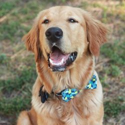 But one should not think that this breed is just kind, calm lugs, capable only of playing. There ...