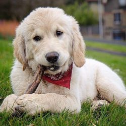 Golden Retrievers happily walk everywhere with their owners, get to know other people and animals.