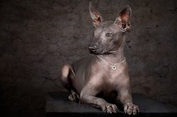 A distinctive feature of the breed is soft, smooth skin. If downy puppies appear in the litter,  ...