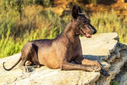 If the crest is soft and long, like a Chinese Crested dog, the Xolo will be disqualified. 