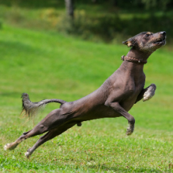 In the summertime, you need to ensure that the delicate skin of the Mexican hairless dog does no ...