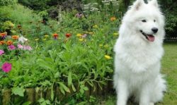 Samoyeds easily get along with cats, since the breed is a sociable breed that does not have stro ...