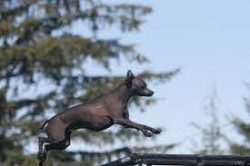 After water procedures, the skin of naked Xolo should be lubricated with oil (soybean, almond).  ...