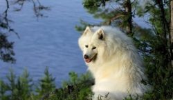 If your family has a child up to seven years old, then the Samoyed will become an excellent nanny. 