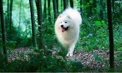 Prevent the child from hurting the dog as the dog will growl. 