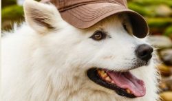 Teach the Samoyed that the child is the source of something cool. For this, you can use games. 