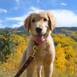 Recently, in many countries, specially trained golden retrievers have begun to be used as treatm ...