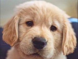If there are elderly people or small children in the family, the Golden Retriever can be recomme ...