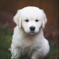 Various breeds are used as therapy dogs, but Golden Retrievers, with their unique receptivity, g ...