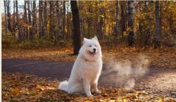You will receive high-quality puppies from a well-groomed dog, whom the owner takes good care of ...