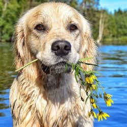 Due to their appearance and quick-wittedness, Golden Retrievers are a favorite breed of advertis ...