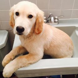 Thoroughbred golden-haired pets are a symbol of well-being. They are usually depicted on the por ...
