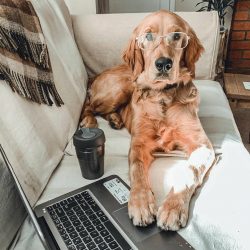 Golden Retrievers are very delicate and intelligent dogs, for which aggressive behavior is not a ...