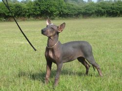 The skin of the hairless representatives of the breed needs special care, as it is very delicate ...