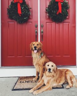 The Golden Retriever has a rich history and a myriad of individual abilities.