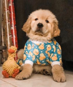 The name of the breed is deciphered as follows: “retriever” – “bring, sa ...