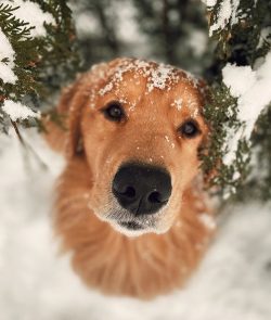 Representatives of the breed are really handsome men with a noble appearance, but many breeders  ...