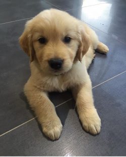 The Golden Retriever has a flexible temperament and can adapt to the different rhythms of owners ...