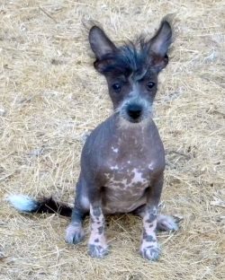 Large Xolo ears need daily checkups and weekly cleaning. 