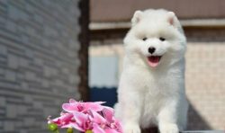 Against the backdrop of winter landscapes, their magnificent shiny coat looks like precious fur. 