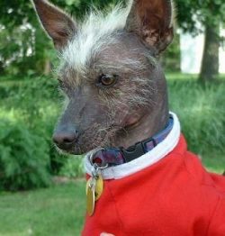 It is advisable to contact a veterinarian with such problems. 