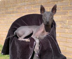 You need to trim the claws very carefully, if there is no experience, use the services of a spec ...
