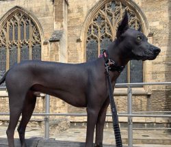 Xoloitzcuintles can be fed with commercial foods or natural foods. 