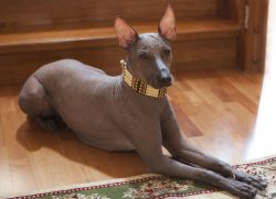 We closely follow the feeding norms. The Mexican dog is prone to overeating, which can quickly g ...