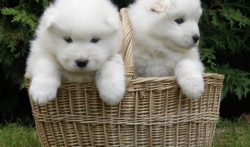 The cost depends on the class of the pet and the titles of the parents – the future champi ...