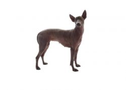 It is recommended to use the help of a veterinarian who, after examination, will tell you how mu ...